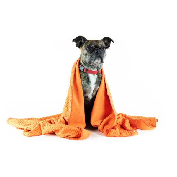 A Dog Cloaked in Nellie's Double Dry Pet Towel